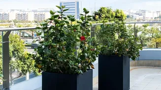 Urban Gardening Experts Recommend Hardy Herbs For Monsoon Balcony Gardens