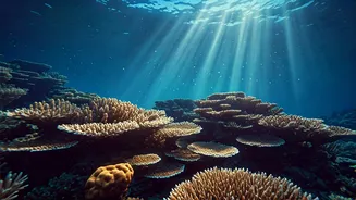 Coral Reefs: A Hidden Pharmacy Holding Secrets to Future Medicines