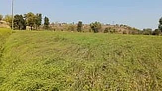 MP News: Farmers Worried As ‘Jalebi Disease’ Eats Into Garlic Crop In A Lot