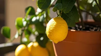 Balcony Lemons: Your Guide to Container-Grown Citrus
