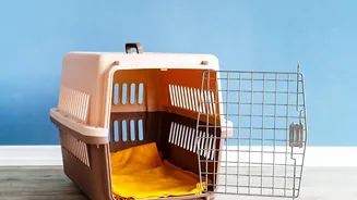 Store Floor Cleaners Where Pets Cannot Reach Them