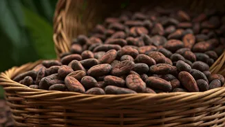 Unlocking Africa's Cocoa Markets: A Traveler's Guide to Rich Flavors and Cultural Insights