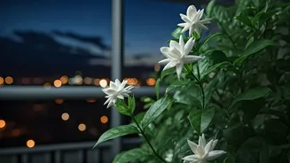 Young Plant Parents Are Cultivating Fragrant Night-Blooming Balcony Jasmine