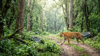 Early-season landscapes can remain lush And Permit availability and zone openings differ by park Keep The Many Indian tiger-reserve safari gates re...