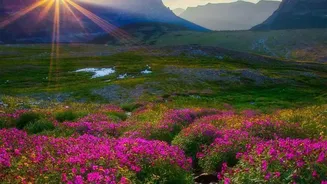 Responsible Visitors Should Admire Neelakurinji Without Touching the Flowers