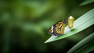 Adjusting to New Worlds: Priyanka Chopra's Journey