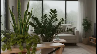 Houseplants That Need Less Effort This Rainy Season