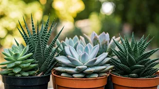 6 Succulents: Long-Living Plants for Your Garden