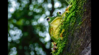 Indian gardens see frogs and snails return — the monsoon ecosystem few notice
