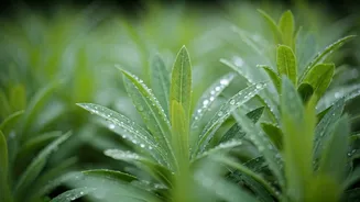 Airflow Saves Plants During Humid Monsoon Days