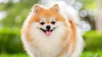 How Apartment Dog Parks Protect Reactive Dogs With Structured Socializing Guidelines