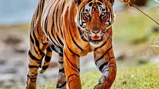 Predator-Proof Pens Help Nepal Protect Livestock as Tiger Numbers Rise