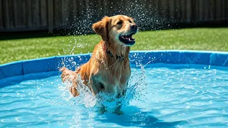 Beat Dog Summer Boredom Booking Boardings Featuring Splash Pools