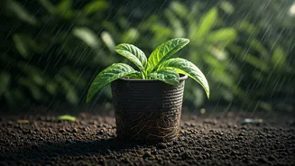 Protect Plants From Root Rot During Heavy Rains