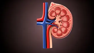 Protein Overload: Hidden Health Risks Unveiled