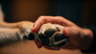 Rainy Pet Care Begins With Paw Checks
