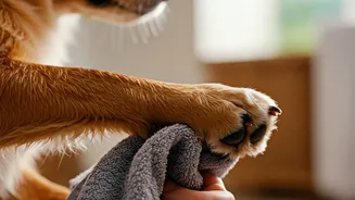 Paw Hygiene Turns Muddy Walks Safer