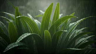 Rainy-Season Plants Need Airflow And Patience