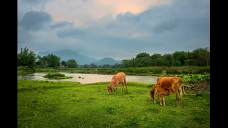 RBI Study Highlights Resilience of Rural Economy to Weak Monsoons