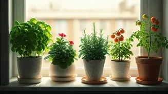 Apartment Oasis: Cultivate Your Own Herbs, Veggies, and Flowers