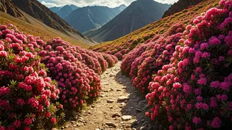 Pristine Rhododendron Paths Of Leh Dominate Travel Wishlists Now