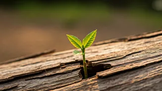 Children's Growth: How They Test Boundaries by 'Cutting Teeth' on Parents