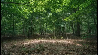 Do Not Read India's Future Vegetation Growth Forecasts Without This Caveat: More Green Cover Does Not Automatically Mean Safer Ecosystems