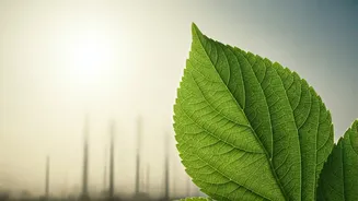 Stay Healthy: 5 Ways to Battle Pollution's Impact