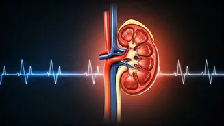 Understanding Your Kidney Health: Creatinine, GFR, and the Path to Long-Term Well-being