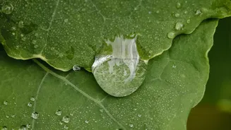 How Modular Waterproofing Systems Keep Balcony Plants Safe From Excess Monsoon Water