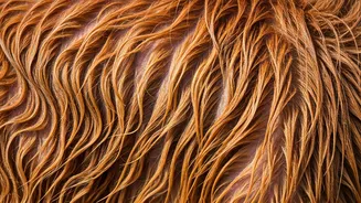 Damp Fur Can Trigger Skin Trouble Fast