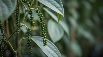 Cultivating Black Pepper: 7 Winter Gardening Secrets