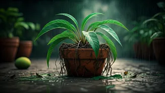 Monsoon Gardening Mistakes That Can Damage Your Plants