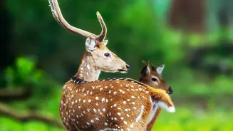 Ranthambore's New Booking-Season Surge: The Current Debate Around Transparent Advance Reservations