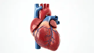 5 Habits for a Healthy Heart & Longer Life