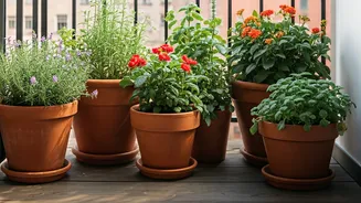 Five Pots Can Transform A Chennai Balcony