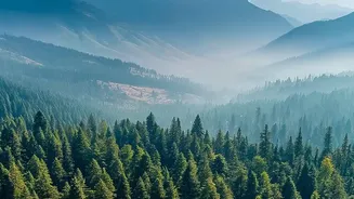 Forests Support Billions Yet Restoration Efforts Remain Uneven, UN Says