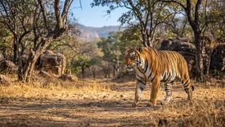 Ranthambore Safari Bookings: Ranthambore's 40,000-Request Booking Surge Makes Zone Rules More Relevant