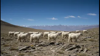 Changthang's Landscape Is a Livelihood, Not Just a View
