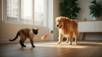 City Pets Need Indoor Play During Heavy Rains