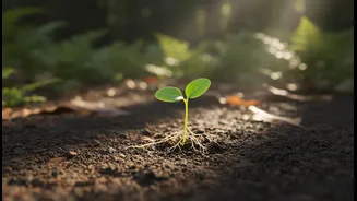 Harela's Sapling Drive is putting tree survival above headline planting numbers