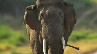 Wildlife Travellers Get Five Packaged Routes Across Maharashtra Reserves