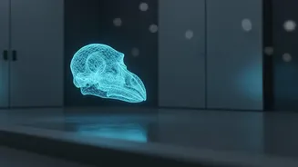 A Closer Look at Non-Destructive Research on Extinct Animals Through Digital CT Reconstruction of Dodo Skulls