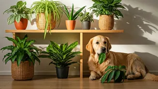 Pet-Friendly Plant Design Is The New Home Skill