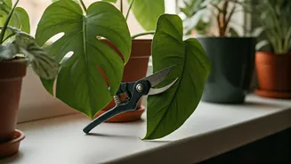 Plant Parents, June Is Your Trim Deadline