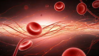 Vitamin B12's Crucial Roles: Energy, Nerves, and Red Blood Cells Unveiled