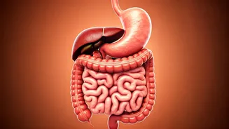 Never Sit After Eating: Why It Matters