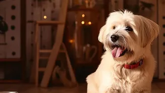 How Urban Dog Parents Can Use Sound Therapy To Relieve Pet Thunderstorm Anxiety