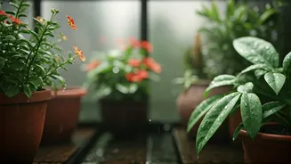 Monsoon Gardening Reels Flood Social Media