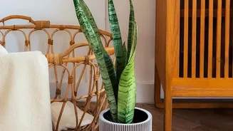 Interior Designers Share Ideas On Styling Woven Baskets As Functional Decorative Planters